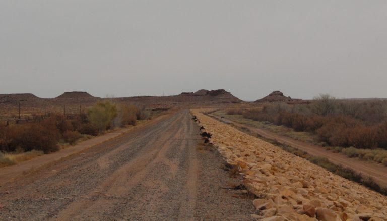 View from the east side of the Little Colorado Levee System. The top of the levee provides a great vantage point to view wildlife in Holbrook. A great place to walk and enjoy the place we call home.