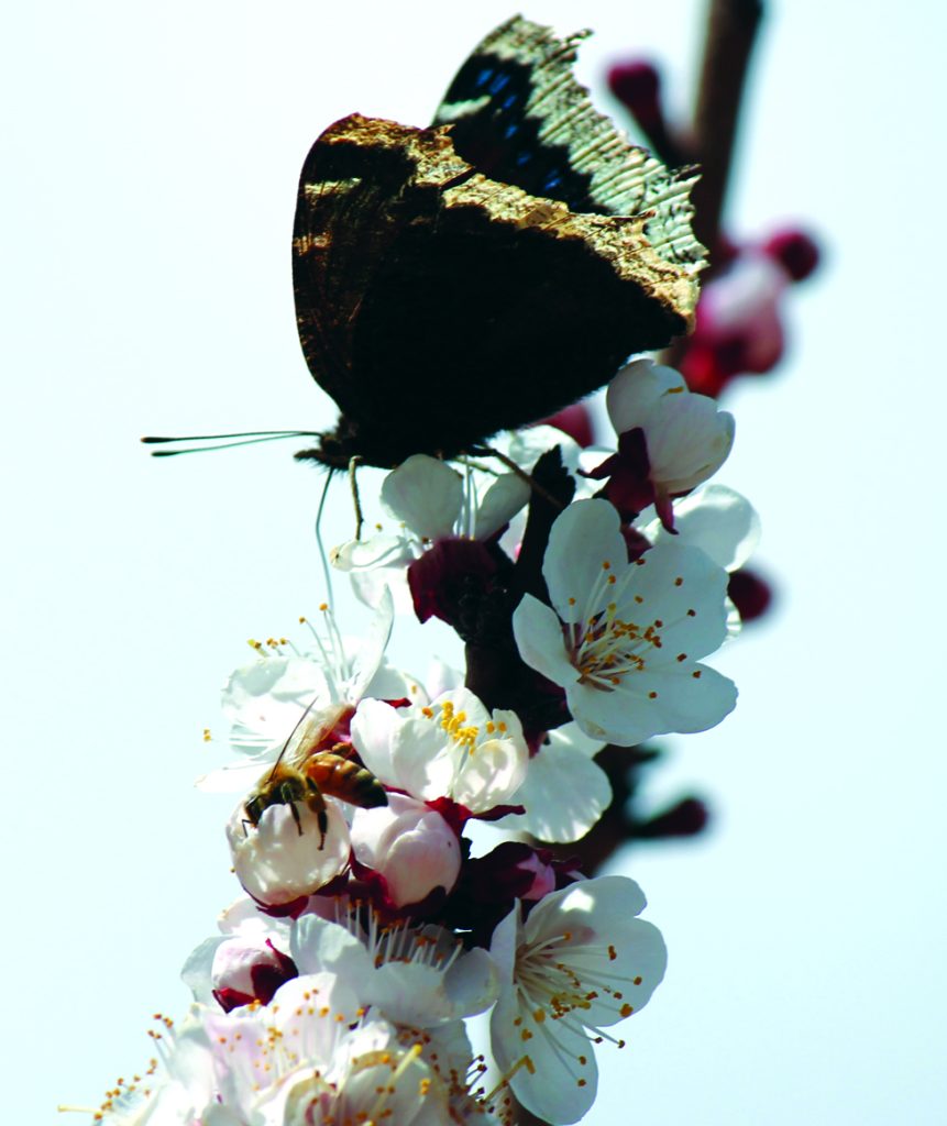 Photo by Brandon FisherWarmer temperatures are here and the flowers are blooming, as evidenced by a bee and a Mourning Cloak butterfly sharing some nectar from apple blossoms on a tree in Joseph City.