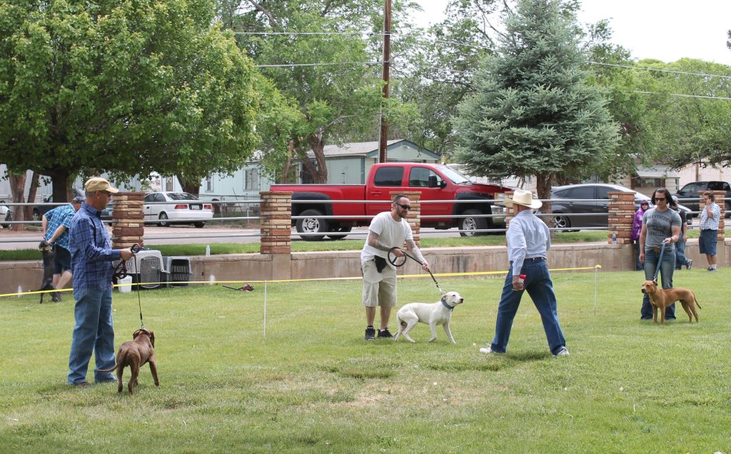 Photo by Diana HutchisonAs part of the Trapper Days events last weekend there was a Pit Bull Conformation Show at Rodeo Park. Contestants traveled from as far as Ohio to participate. The 6 to 9 month-old male was one of the categories. Judge Jimmy Spain (wearing a cowboy hat) approaches contestants for a closer look. The winner of this category was Moe with handler Kellyn Huehn (far right) from Ohio.