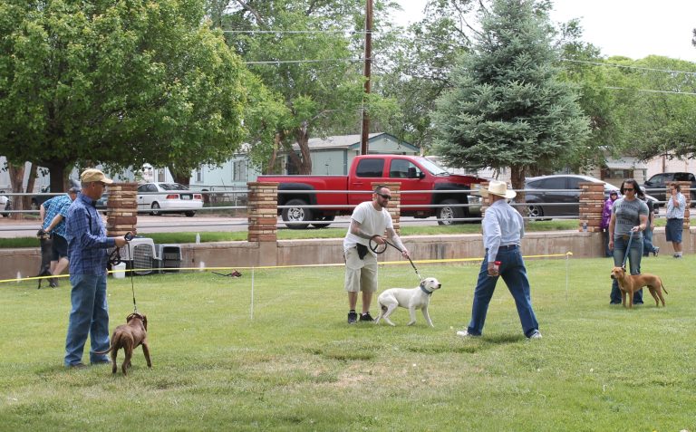 Photo by Diana HutchisonAs part of the Trapper Days events last weekend there was a Pit Bull Conformation Show at Rodeo Park. Contestants traveled from as far as Ohio to participate. The 6 to 9 month-old male was one of the categories. Judge Jimmy Spain (wearing a cowboy hat) approaches contestants for a closer look. The winner of this category was Moe with handler Kellyn Huehn (far right) from Ohio.