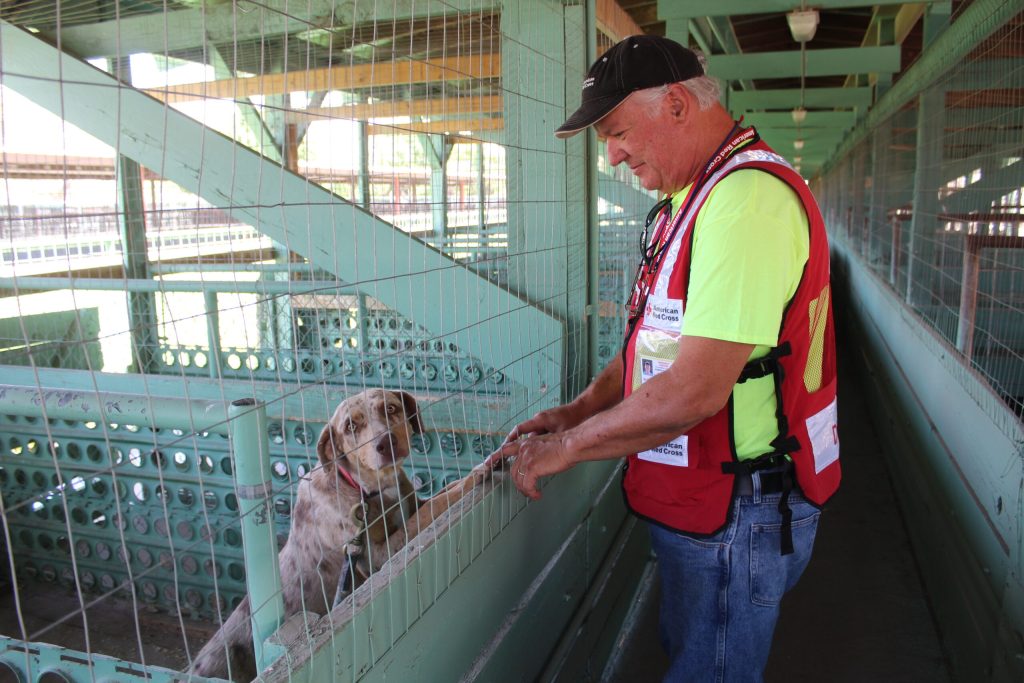 Photo by Toni GibbonsJoe Gillespie with the Northern Arizona Chapter of the Red Cross stops to pet one of the four dogs brought into the Navajo County Fairgrounds during the evacuation of residents due to the Highway 377 Fire on June 4.