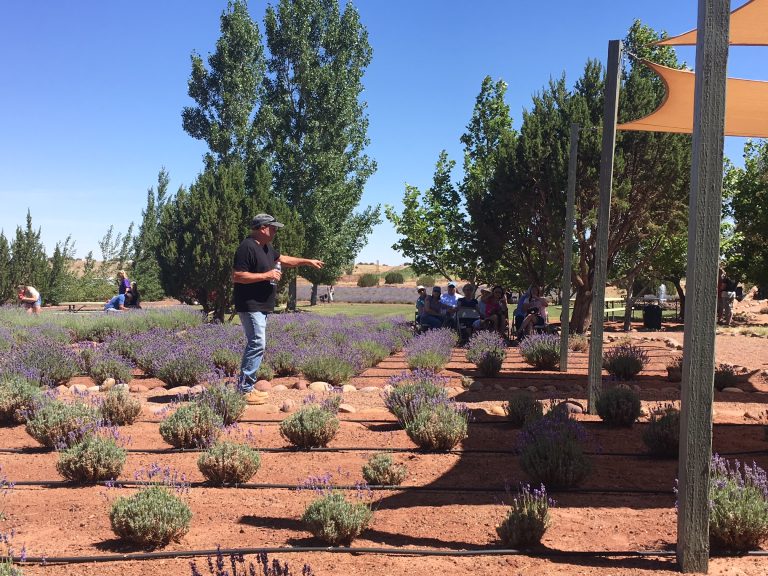 Photo by Linda KorRed Rock Ranch and Farms in Concho is hosting its annual Lavender Festival, from 9 a.m. to 3 p.m., Thursday through Sunday, June 28 - July 1. The entry is $5, with lavender plants and products also for sale, as well as wine tasting. Here owner Mike Teeple leads a discussion on the lavender grown at the farm, which is of the finest in the world and is used for cooking, aromatherapy, medicinal uses and general enjoyment.