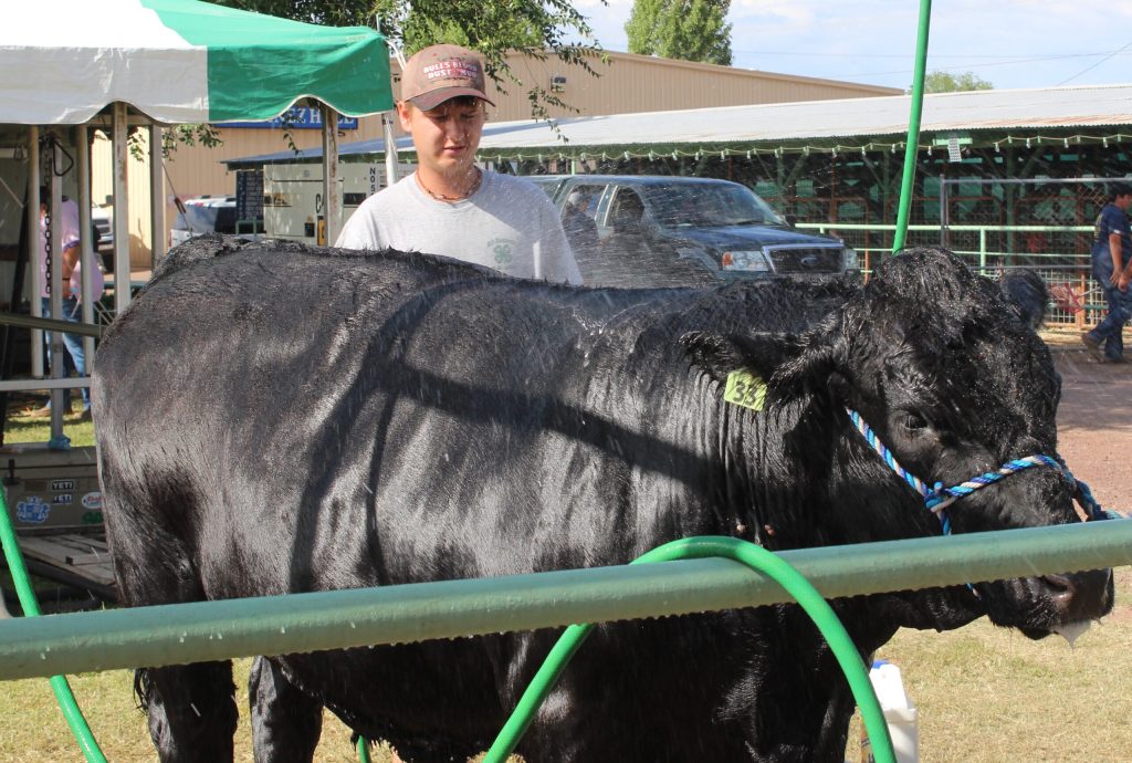Photo by Toni GibbonsThe day was heating up as Holbrook High School student Dallon Laird gave his steer, Gunther, a cool bath in prep for more show training on July 19 during the Arizona Livestock Camp 2018 at the Navajo County Fairgrounds in Holbrook.