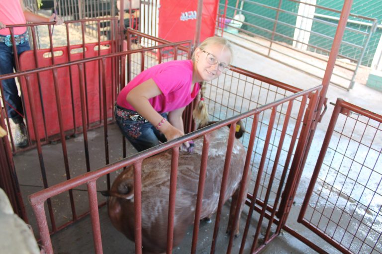 Photos by Linda KorTriniti Taylor of Page was one of hundreds of kids and young adults at the Navajo County Fairgrounds learning how to care for livestock last week.