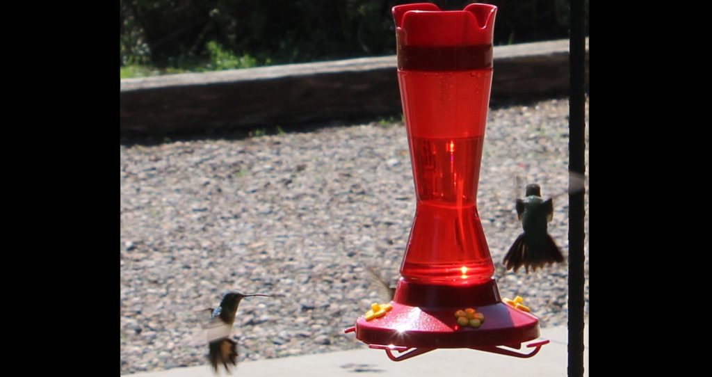 Photo by Toni GibbonsA couple of brave hummingbirds ventured near the feeder during the 15th Annual Hummingbird Festival on July 28 at the Sipe White Mountain Wildlife Area Visitor Center.