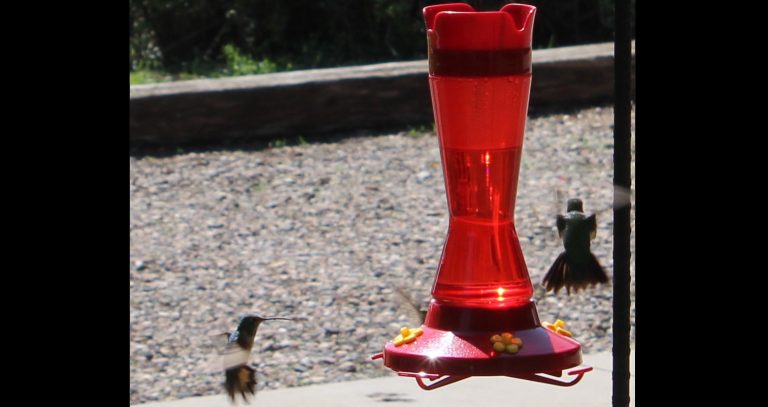 Photo by Toni GibbonsA couple of brave hummingbirds ventured near the feeder during the 15th Annual Hummingbird Festival on July 28 at the Sipe White Mountain Wildlife Area Visitor Center.