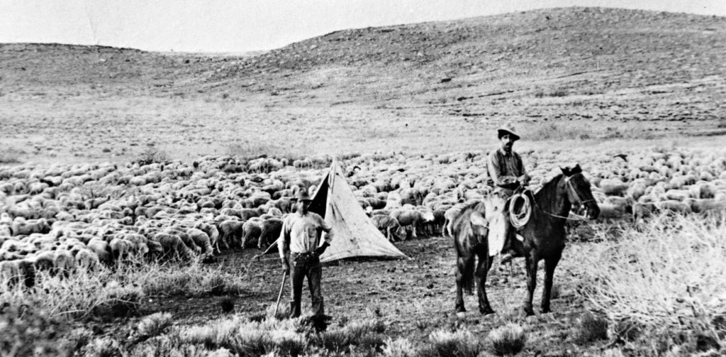 Photo courtesy of Kim O’Haco McReynoldsMichel O’Haco tending his flock north of Phoenix in 1912. His grandchildren still operate the O’Haco Cattle Company.