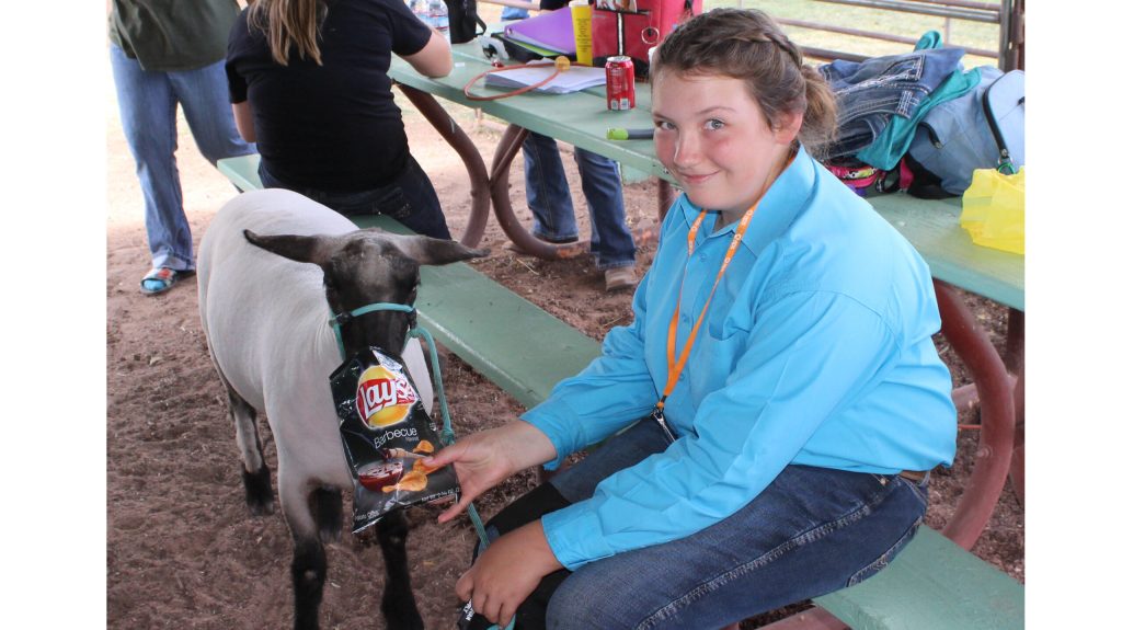 Photo by Toni GibbonsRebecca Scott, an eighth grader at Snowflake Junior High School and 4-H’er, took a snack break with Samuel, her Suffolk-Hampshire cross sheep, at the Navajo County Fair last week. Scott won the Grand Championship Junior Showman award with Samuel this year. She has been doing 4H most of her life and hopes someday to be a veterinarian.