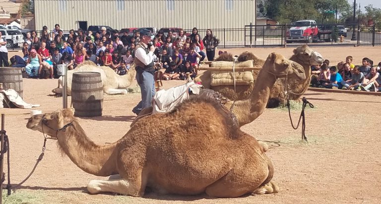 Photo by L. ParsonsWinslow school children were entertained by Doug Baum (center) of the Texas Camel Corps last week at the Eagle Pavilion. Baum offered a history of the use of camels along what is now Route 66, the Beale Wagon Road.