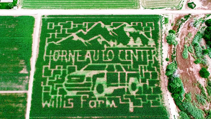 Photo courtesy of Willis FarmThe intricate patterns of the Corn Maze at the Willis Farm in Snowflake, which pays tribute to the sponsors, Horne Auto Center and Mountain Mobile Auto Glass, is painstakingly made by hand without the aid of any Global Positioning System.