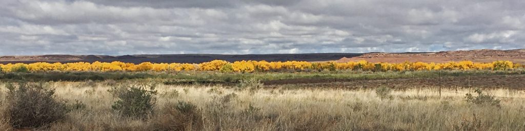 Photo by Matthew BargerFall is in full swing and the beautiful change in colors that come with the season are evident throughout the region including along the Little Colorado River running between Holbrook and Joseph City.