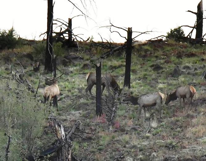 Photo courtesy of AZGFDPinetopIn spite of the windy weather, a few elk were spotted by several groups at sunset during the White Mountain Elk Viewing Workshop on Oct. 6.