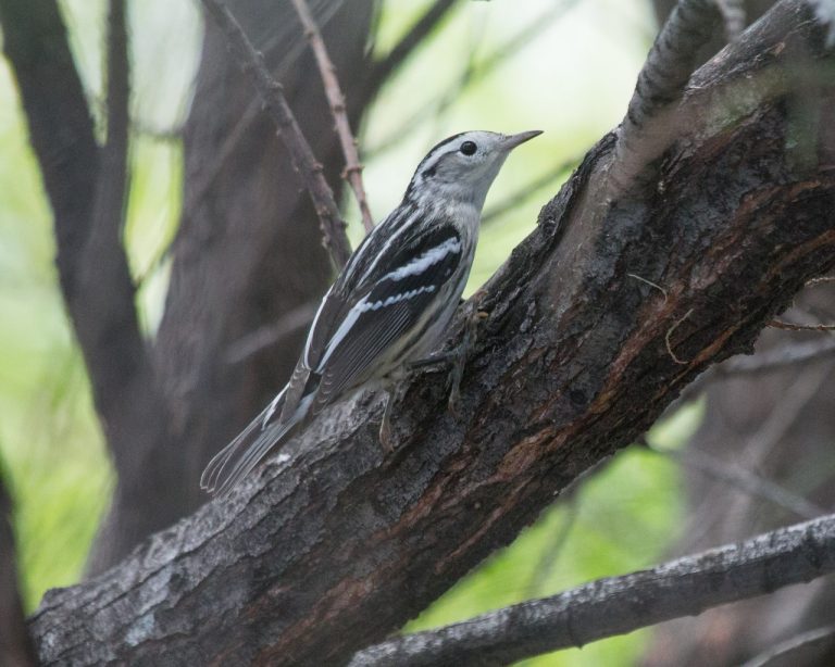 Photo by Anita OjedaAnita Ojeda, a local Holbrook resident and bird photographer, captures a rare sighting of a black and white warbler from 2013.