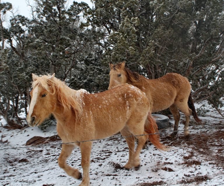 Photo by Toni GibbonsThese horses east of Snowflake are enjoying a brisk run in the newly fallen snow that came to the region in the last week. Heavy snowfall blanketed the area, bringing a lot of excitement to those who feel winter hasn’t truly arrived until the snow does.