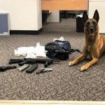 Photo courtesy of the Navajo County Sheriff’s OfficeK9 Deputy Legend is pictured here with the drugs and weapons he and Deputy Daniel Deets recovered from a vehicle search.