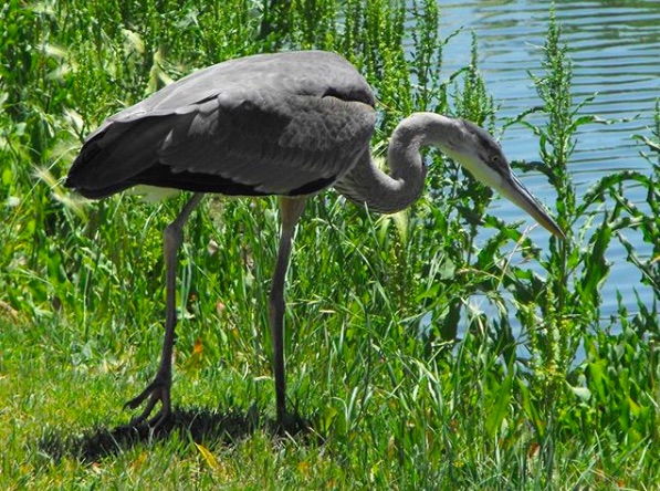 Photo by Mike O’DellThe Hidden Cove Golf Course has much more to offer than just a great day of golf on a beautiful course. Wildlife, such as this Blue Heron, abound at the course and at the nearby ponds. In addition, the Petroglyph Park just past the course offers insight into ancient cultures from the region. For an opportunity to visit the Petroglyph Park contact the City of Holbrook at 524-6225.