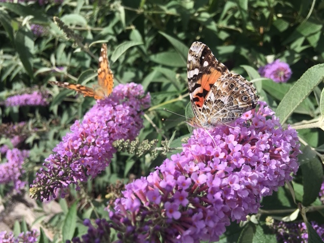 Photo by Linda KorThe summer months have been pretty hot but morning and afternoons are a great time to take a walk and observe the beauty of nature as seen in these two butterflies enjoying the nectar from a lilac bush in Winslow.