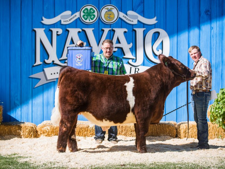 Photos by Taylor Hill/2 Diamond PhotographyKordale DeSpain was awarded Grand Champion Market Steer, Grand Champion Senior Steer Showman, Grand Champion Navajo County Bred & Fed Steer, Grand Champion Market Swine and Reserve Champion Market Steer.