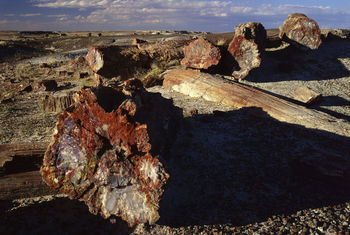 petrified forest
