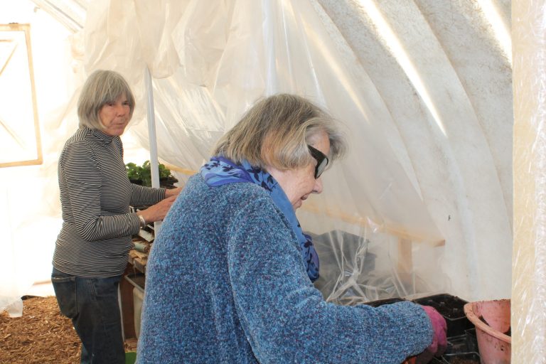 Photo by L. ParsonsSpring is on the way and Winslow Sweetland Community Garden members Marjorie Lopresti (right) and Linda Chambers (right) filled pots with soil in the heated greenhouse at the garden last weekend in preparation. Soon, lettuce and pea seeds will go in the ground and the growing season will begin.