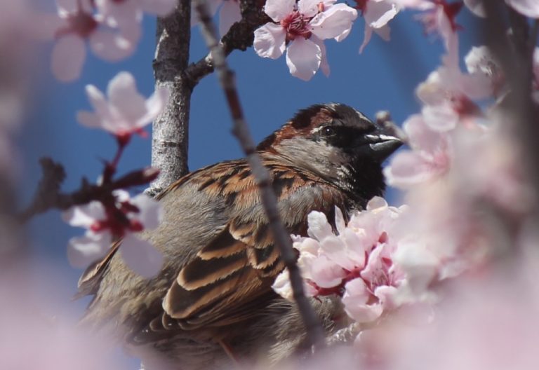 Tribune archivesSpring has made its way to Navajo County. Trees and bushes are in bloom and bright spots of color can be found throughout the communities. Please take time to enjoy this spectacular season and the blessings that come with living in northeastern Arizona.