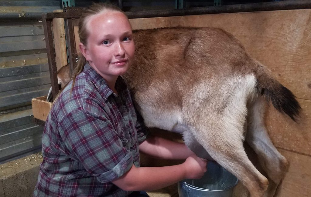 Photo by Shari McLawsZoe McLaws (pictured) and her siblings share the responsibility of milking their goat twice a day, which supply’s this homesteading family with roughly a gallon of milk a day.