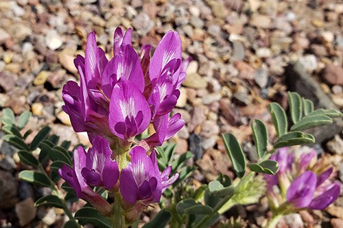 Photos courtesy of the Petrified Forest National ParkThe Petrified Forest National Park is in full bloom this spring. Despite closures, staff at the park are working to develop new programs and exciting adventures for visitors once COVID-19 restrictions are lifted and National Parks are reopened.
