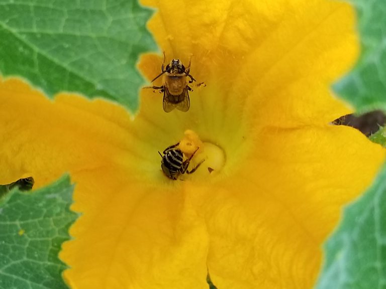 Photo by China CassidyMany residents have found their green thumb as they stay closer to home, bringing a sense of self-reliance and productivity. These squash blossoms will produce some tasty vegetables for a Holbrook resident, but for now, these bees will enjoy the nectar.