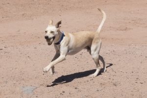 Photo by Talaina KorDoge, one of two dogs currently available for adoption, enjoys some play time in the fenced yard at the animal shelter.