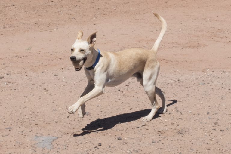 Photo by Talaina KorDoge, one of two dogs currently available for adoption, enjoys some play time in the fenced yard at the animal shelter.