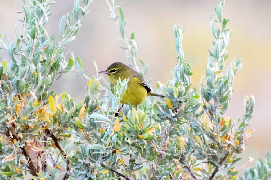 Photo courtesy of the Petrified Forest National ParkThe Petrified Forest National Park is home to many different bird species including this orange-crowned warbler. To learn more about the variety of birds at the park visit the park’s website then visit the park to take in all the natural beauty and wildlife that is available there.