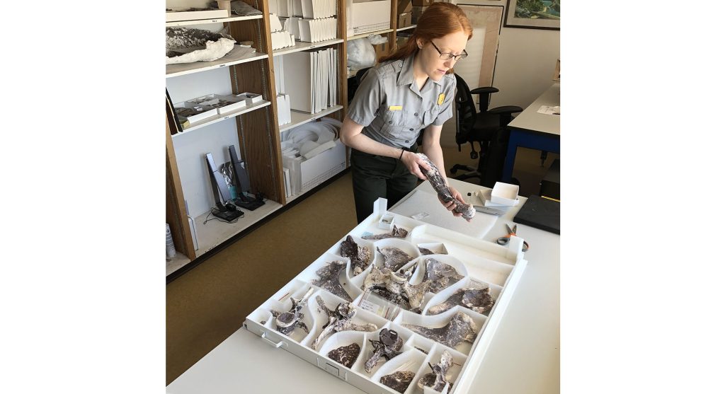 Photo courtesy of the Petrified Forest National ParkPaleontologist Diana Boudreau (pictured) works on carefully padding fossils of a phytosaur skeleton.