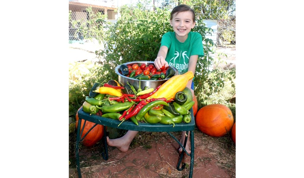 Photo by China CassidyWhen he is not doing online learning, playing with his dogs or tending to his chickens, 8-year-old Patrick James Cassidy (pictured) spends his free time in his backyard garden at his home in Holbrook. With the temperatures dropping and the end of harvest season approaching, he and his family have begun to gather what is left in the garden to be either canned or frozen, as production slows down.