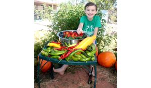 Photo by China CassidyWhen he is not doing online learning, playing with his dogs or tending to his chickens, 8-year-old Patrick James Cassidy (pictured) spends his free time in his backyard garden at his home in Holbrook. With the temperatures dropping and the end of harvest season approaching, he and his family have begun to gather what is left in the garden to be either canned or frozen, as production slows down.