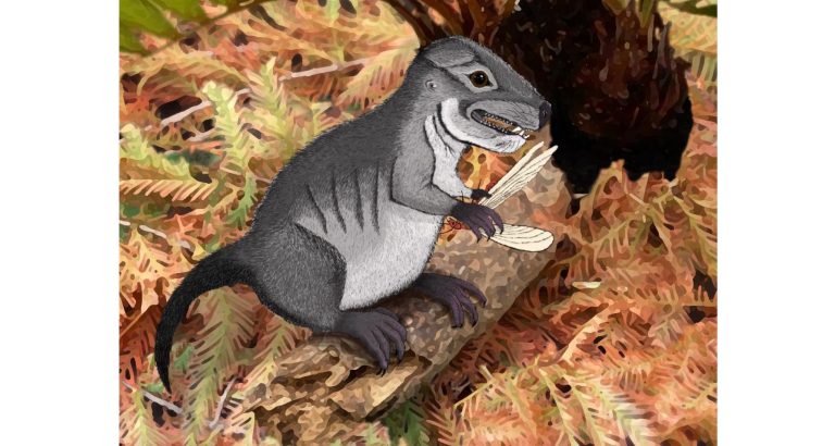 Drawing by Hannah KligmThis artist rendering is of Kataigidodon venetus eating a small insect.
