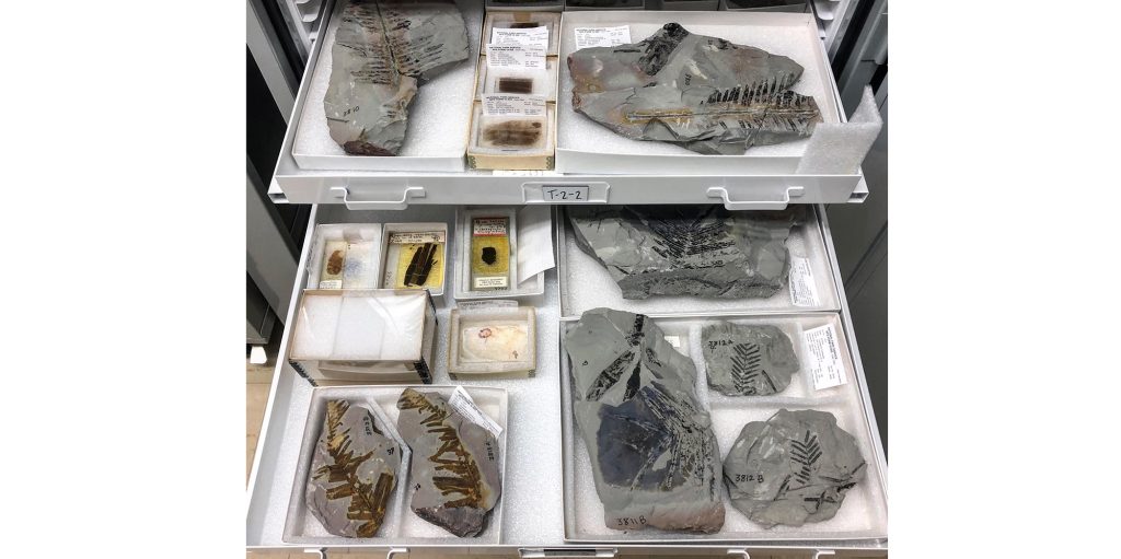 Photo courtesy of the Petrified Forest National ParkThe Petrified Forest National Park’s museum collection has exciting additions of over 4,000 fossil specimens.