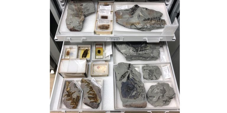 Photo courtesy of the Petrified Forest National ParkThe Petrified Forest National Park’s museum collection has exciting additions of over 4,000 fossil specimens.