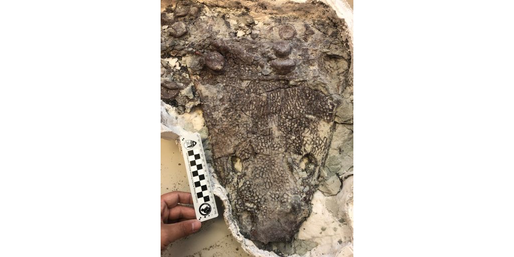 Photo courtesy of the Petrified Forest National ParkThis metoposaur skeleton is currently being worked on in the Museum Demonstration Lab.