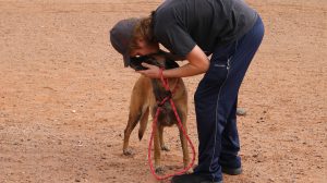 Photo courtesy of the Navajo County Sheriff’s Office Trey Bemies (pictured), the son of Nushka’s late owner who perished in a collision on Jan. 11, was elated to have the beloved animal returned to their family.