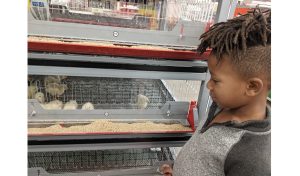 Photo by Tammy GraySpring is just around the corner and residents are busy prepping their gardens and chicken coops for the new season. Stephan Flemons (pictured) of Holbrook spent some time admiring spring hatchlings while shopping with his mom at the Holbrook Tractor Supply. He said if he were able to take one of the baby birds home, he would train it to do tricks. Stephan is the son of Tamica Flemons of Holbrook.