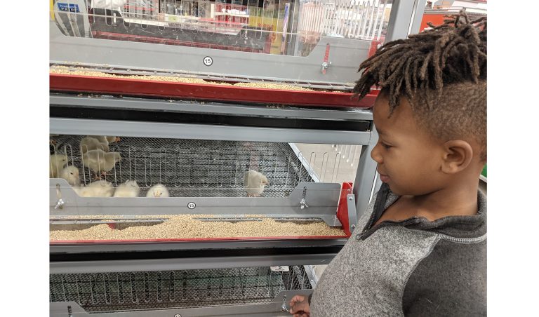 Photo by Tammy GraySpring is just around the corner and residents are busy prepping their gardens and chicken coops for the new season. Stephan Flemons (pictured) of Holbrook spent some time admiring spring hatchlings while shopping with his mom at the Holbrook Tractor Supply. He said if he were able to take one of the baby birds home, he would train it to do tricks. Stephan is the son of Tamica Flemons of Holbrook.