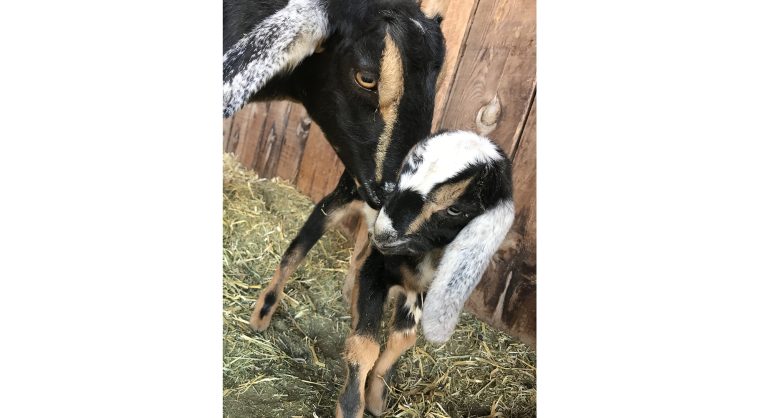 Photo by Talaina KorYou know it’s spring when the birds are singing, greenery pops up and babies are being born, like this little girl born in Joseph City last week. Little Lily and her mama Stevie are Nubian goats living at Kornucopia Farm.