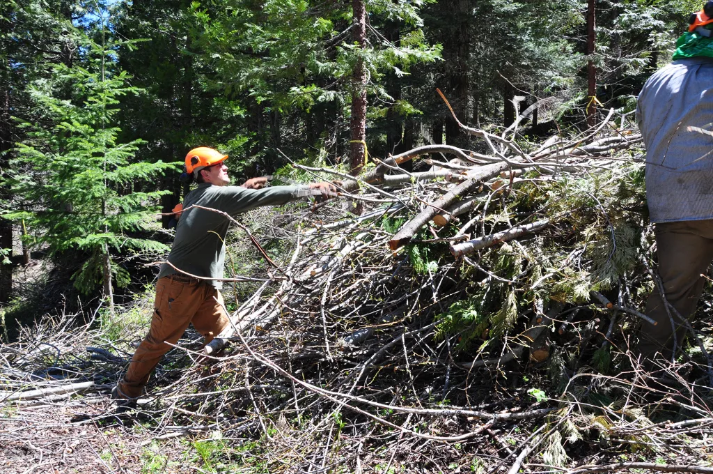 Photo by Tracy Robillard, Natural Resources Conservation Service/Creative CommonsForestry experts believe one of the best ways to fight wildfires is to deprive them of fuel through forest thinning, as in this file photo from Oregon. Those efforts will get an extra hand this year in Arizona under an expanded program that uses prison inmates to help with forest maintenance.
