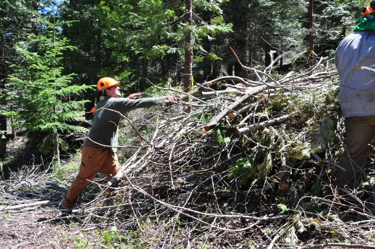 Photo by Tracy Robillard, Natural Resources Conservation Service/Creative CommonsForestry experts believe one of the best ways to fight wildfires is to deprive them of fuel through forest thinning, as in this file photo from Oregon. Those efforts will get an extra hand this year in Arizona under an expanded program that uses prison inmates to help with forest maintenance.