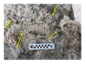 Photo courtesy of the Petrified Forest National ParkThis image shows a close up of the Reveultosaurus fossil block.