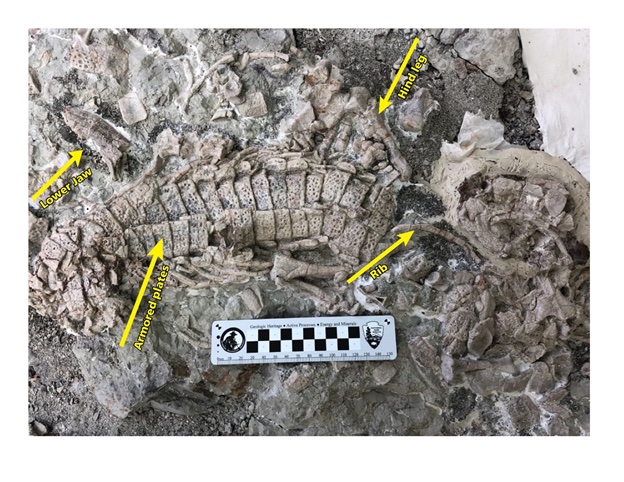 Photo courtesy of the Petrified Forest National ParkThis image shows a close up of the Reveultosaurus fossil block.