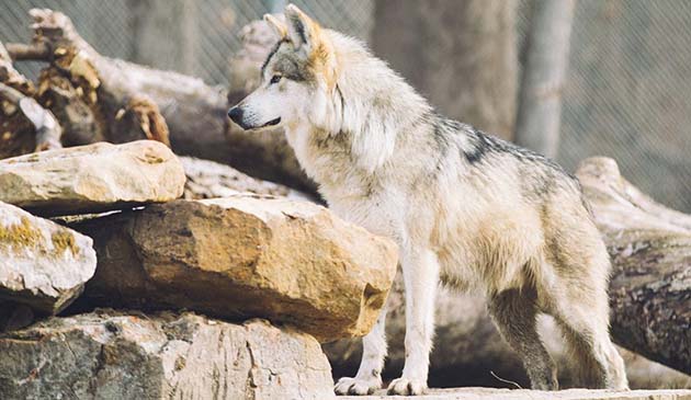 Mexican wolf proposal