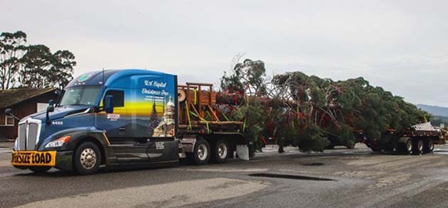 Photo courtesy of the Petrified Forest National ParkThe US Capitol Tree will be at the Petrified Forest National Park next week.