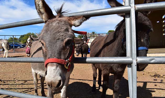 Photo by Nick Zeller-Singh/Cronkite NewsBurro racing is one way mining communities can acknowledge their history throughout Arizona.