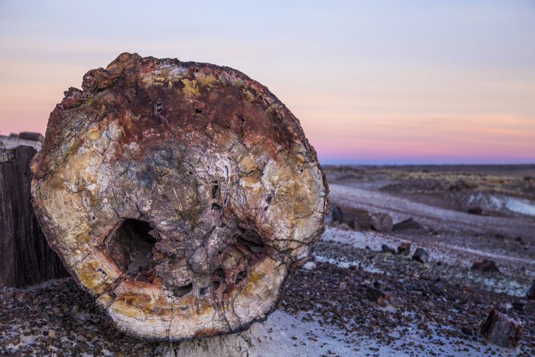 Petrified Forest